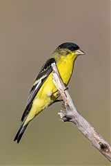 Lesser Goldfinch